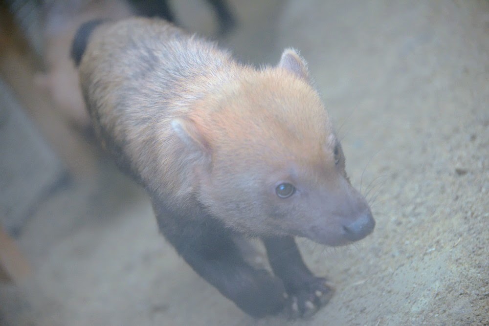 Bush dog