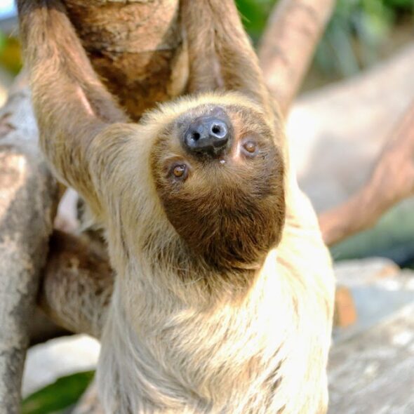 Linnaeus's two-toed sloth