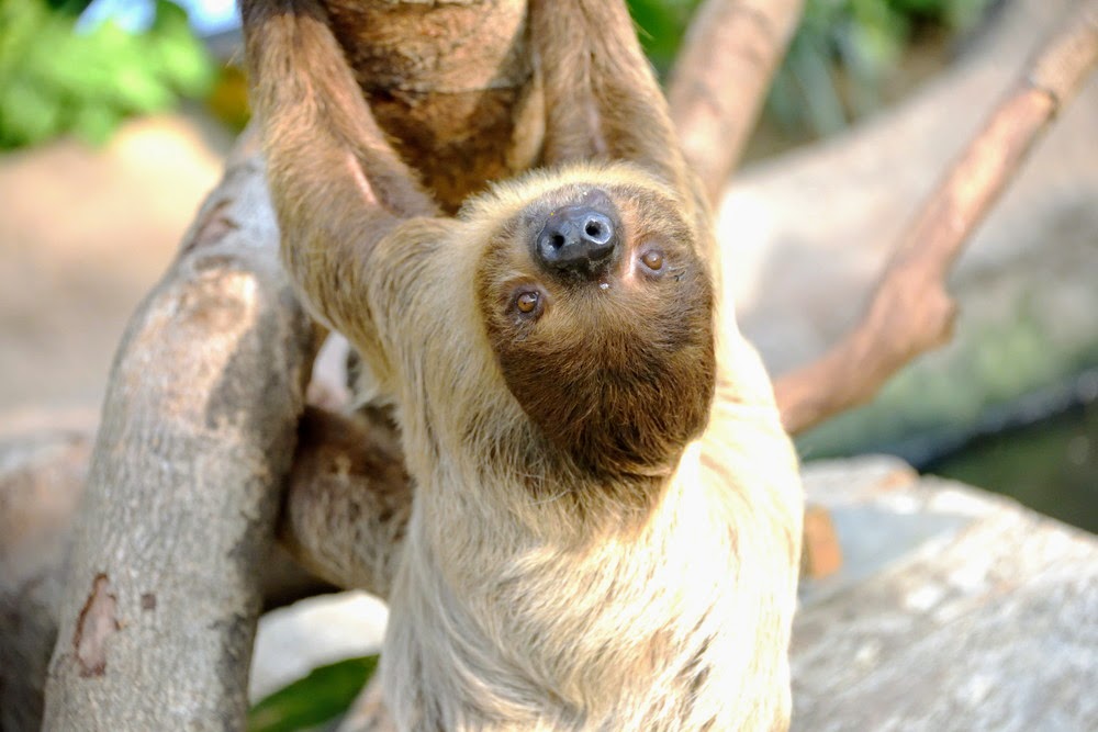 Linnaeus's two-toed sloth