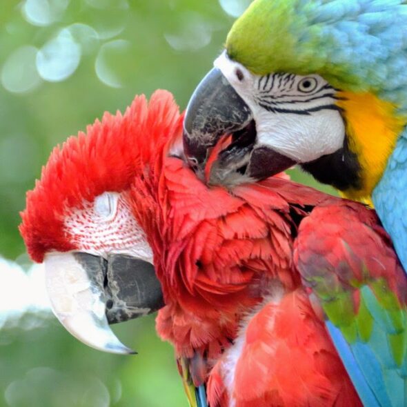 Macaw