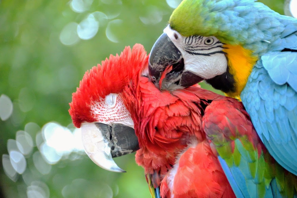 Macaw