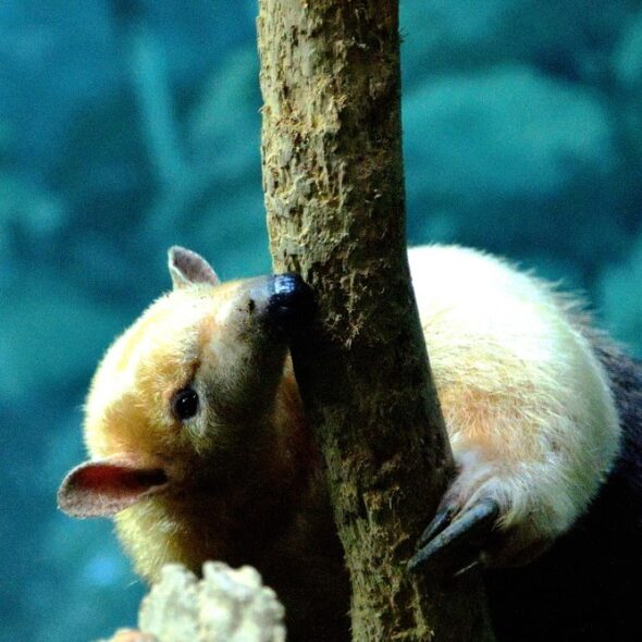 Southern Tamandua