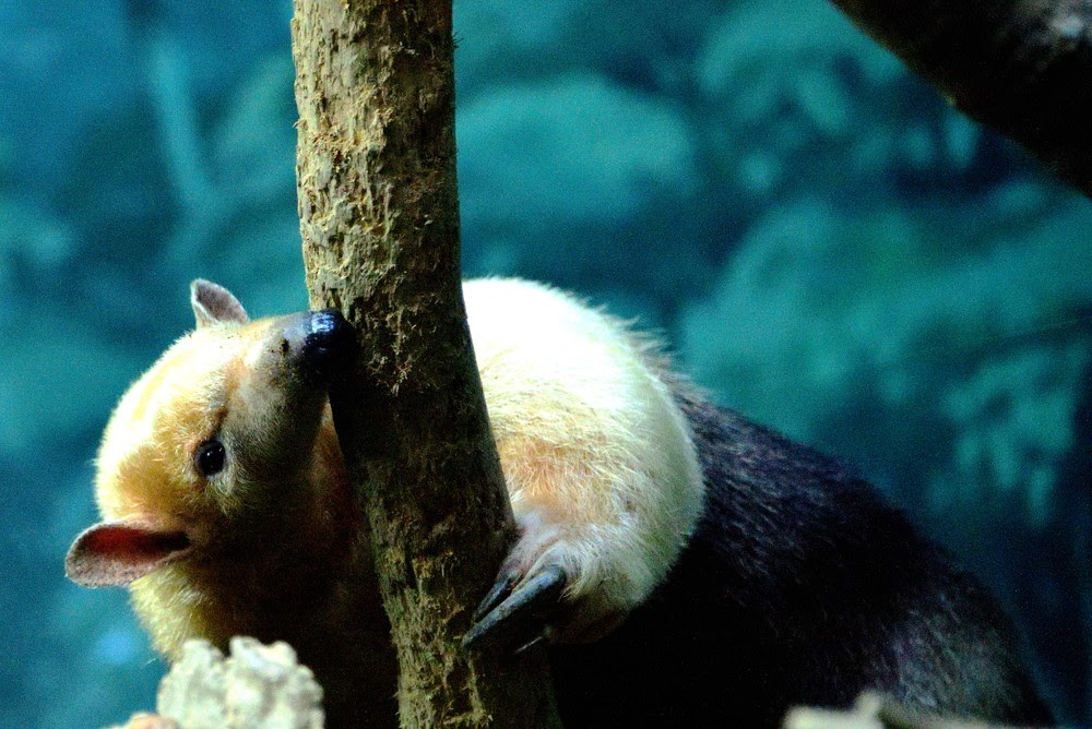 Southern Tamandua