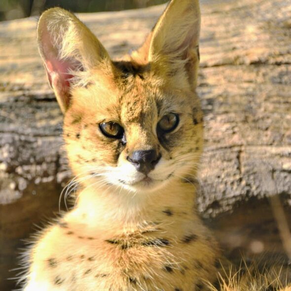 Serval