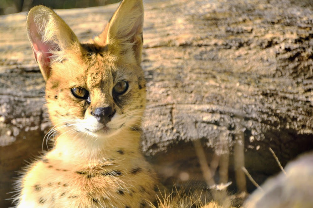 Serval