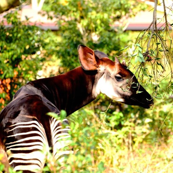 Okapi