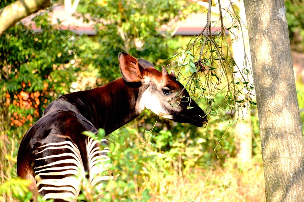 Okapi